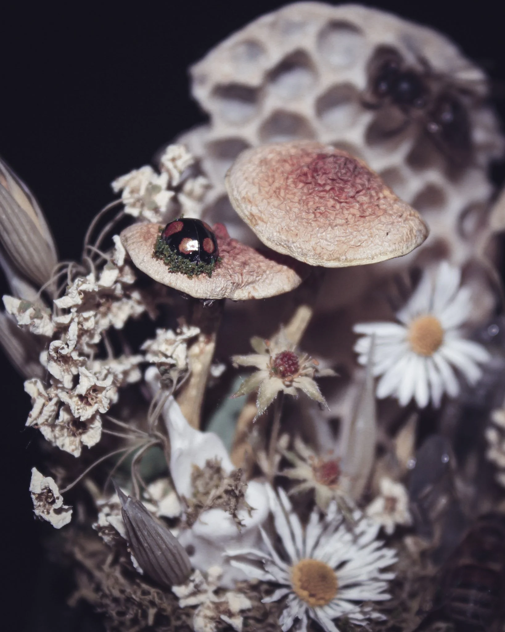 coccinelle-champignons-fleurs-sechees-abeille-amaginarium.jpg