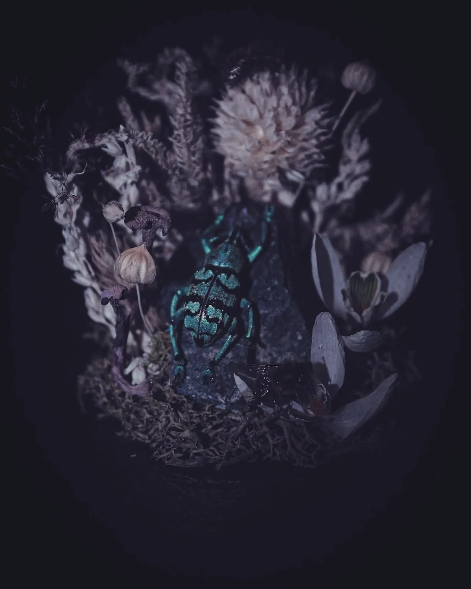 composition-coleoptere-turquoise-vue-ensemble-amaginarium.jpg