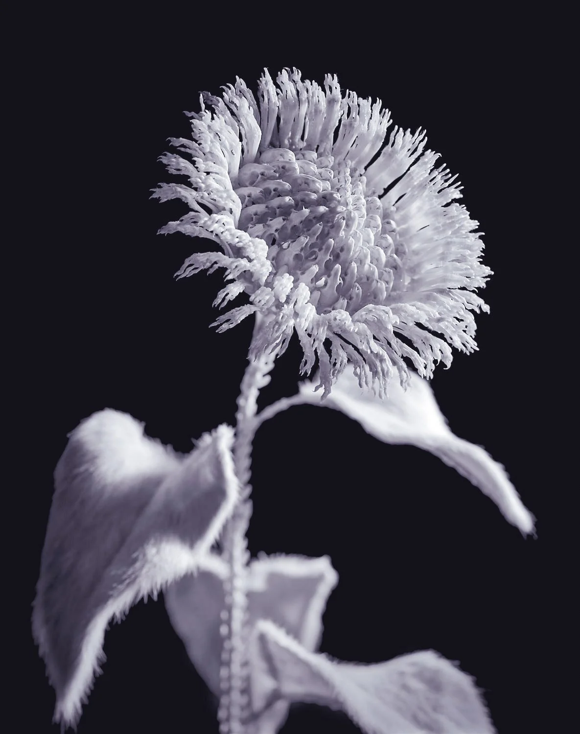 Une fleur blanche séchée avec une texture détaillée, portée par une tige et une feuille, sur fond noir.