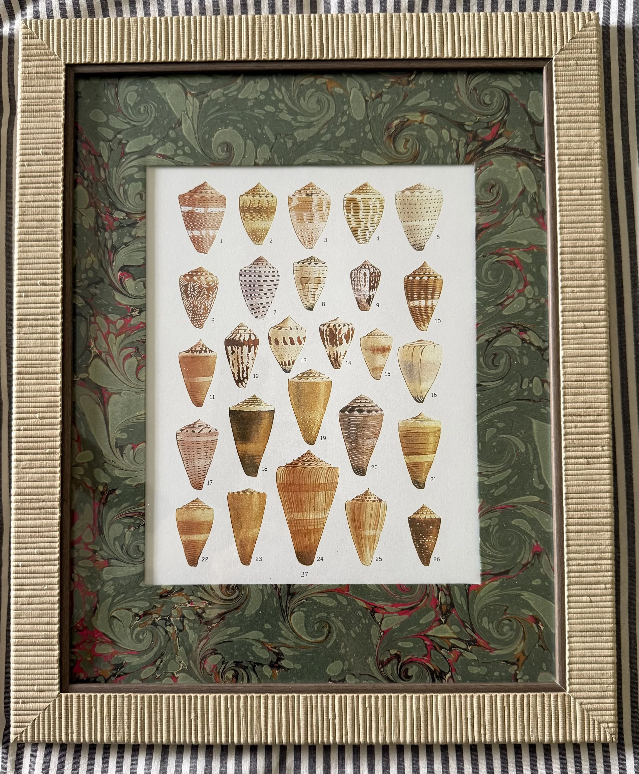 Framed Vintage Shell Print Trio