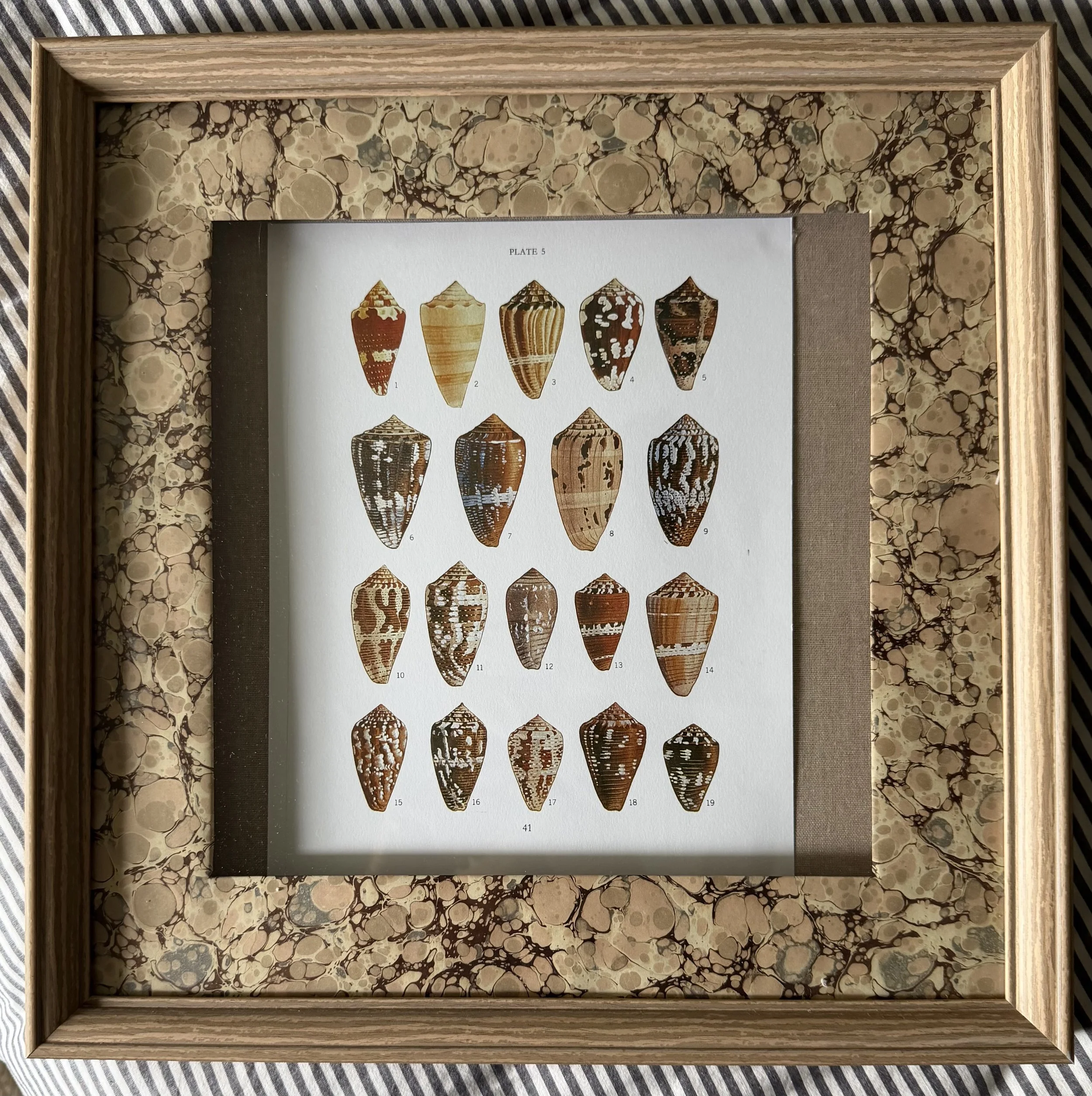 Framed Vintage Shell Print