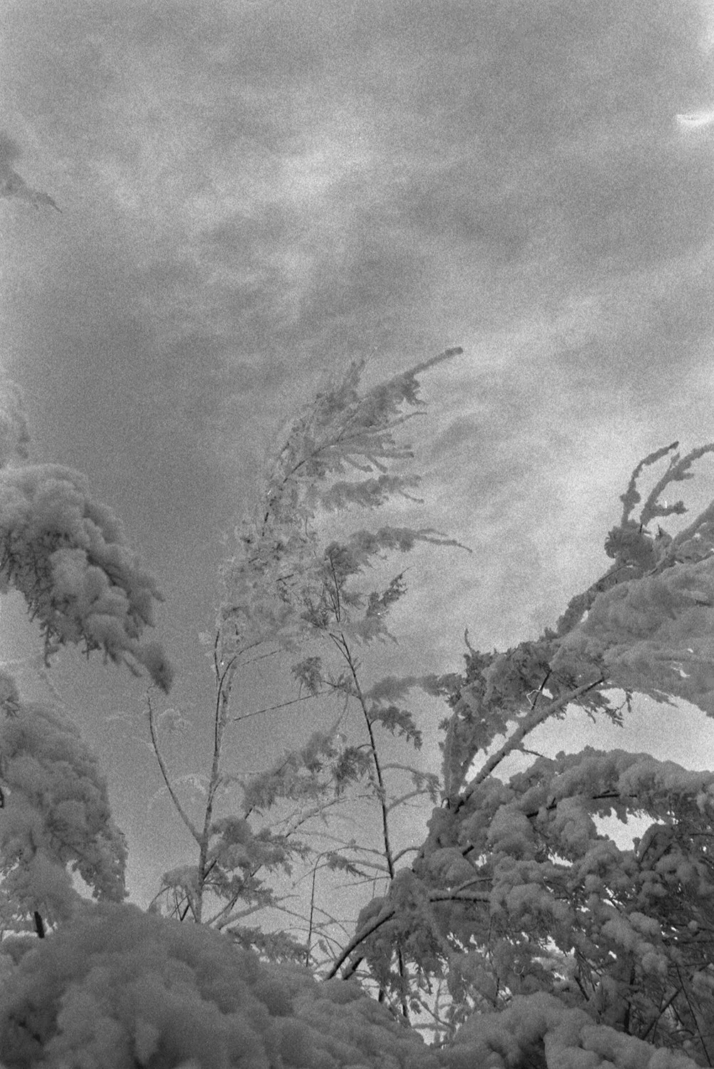 Snow-covered trees and branches against a cloudy sky.