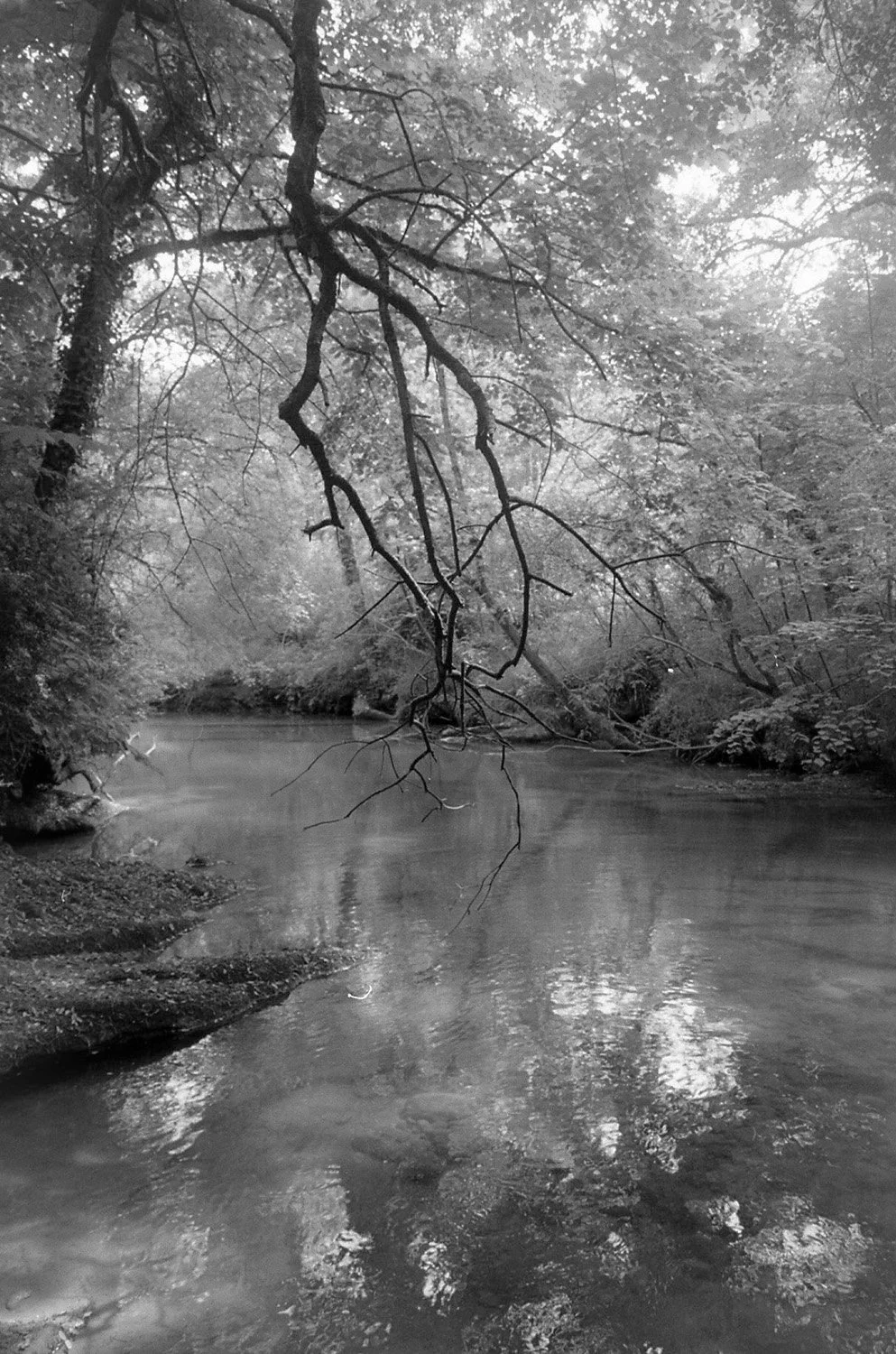 A black-and-white photo of a forest scene with a river flowing through it. The trees are dense, and a large branch hangs over the river.