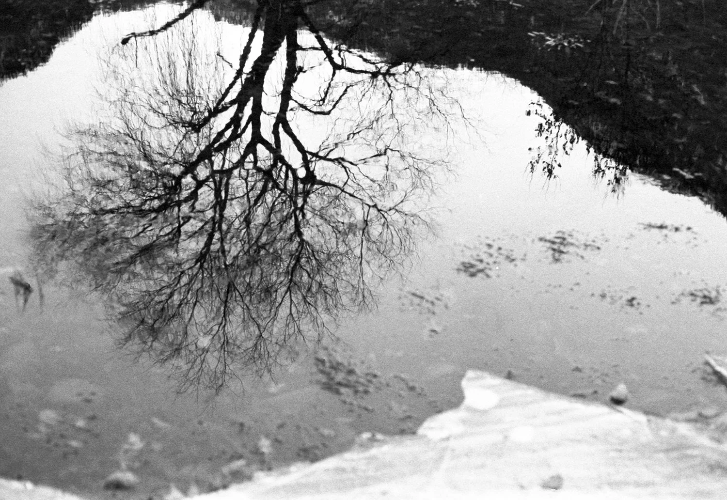 Reflection of leafless tree in a puddle on a muddy ground in black and white.