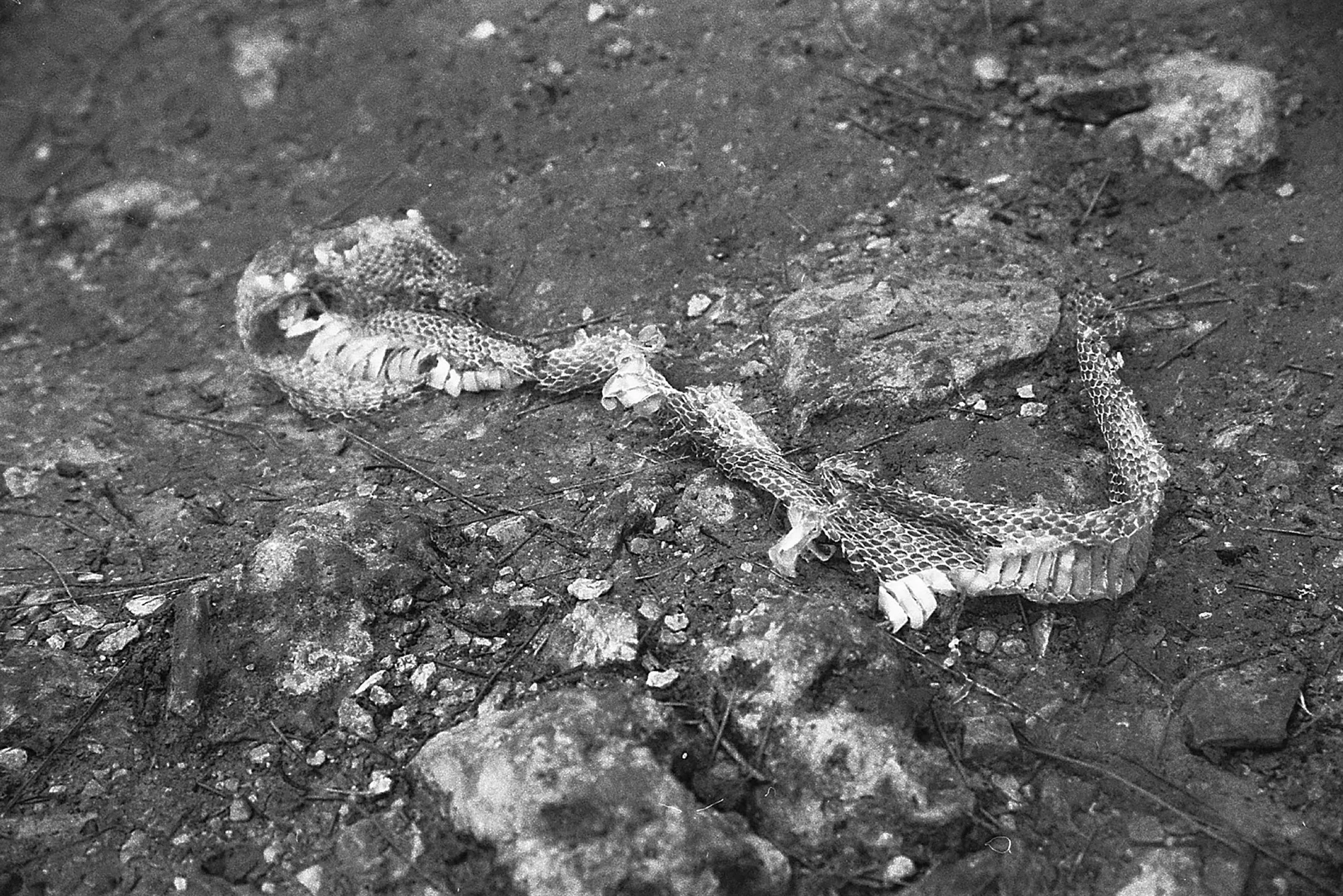 A snake lying on the dirt ground, partially coiled and blending with the earthy surroundings.