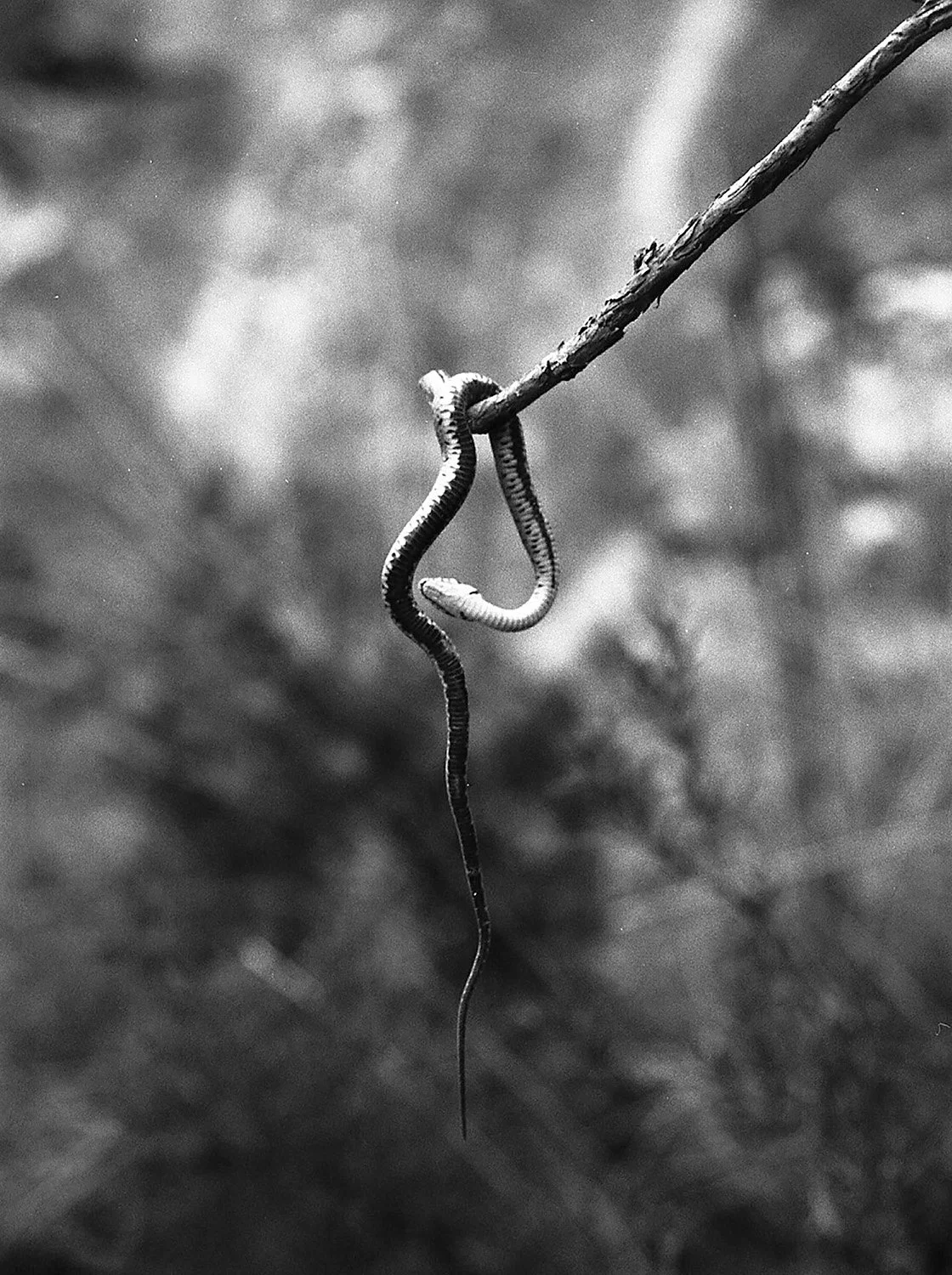 A black and white photo of a snake hanging from a tree branch.