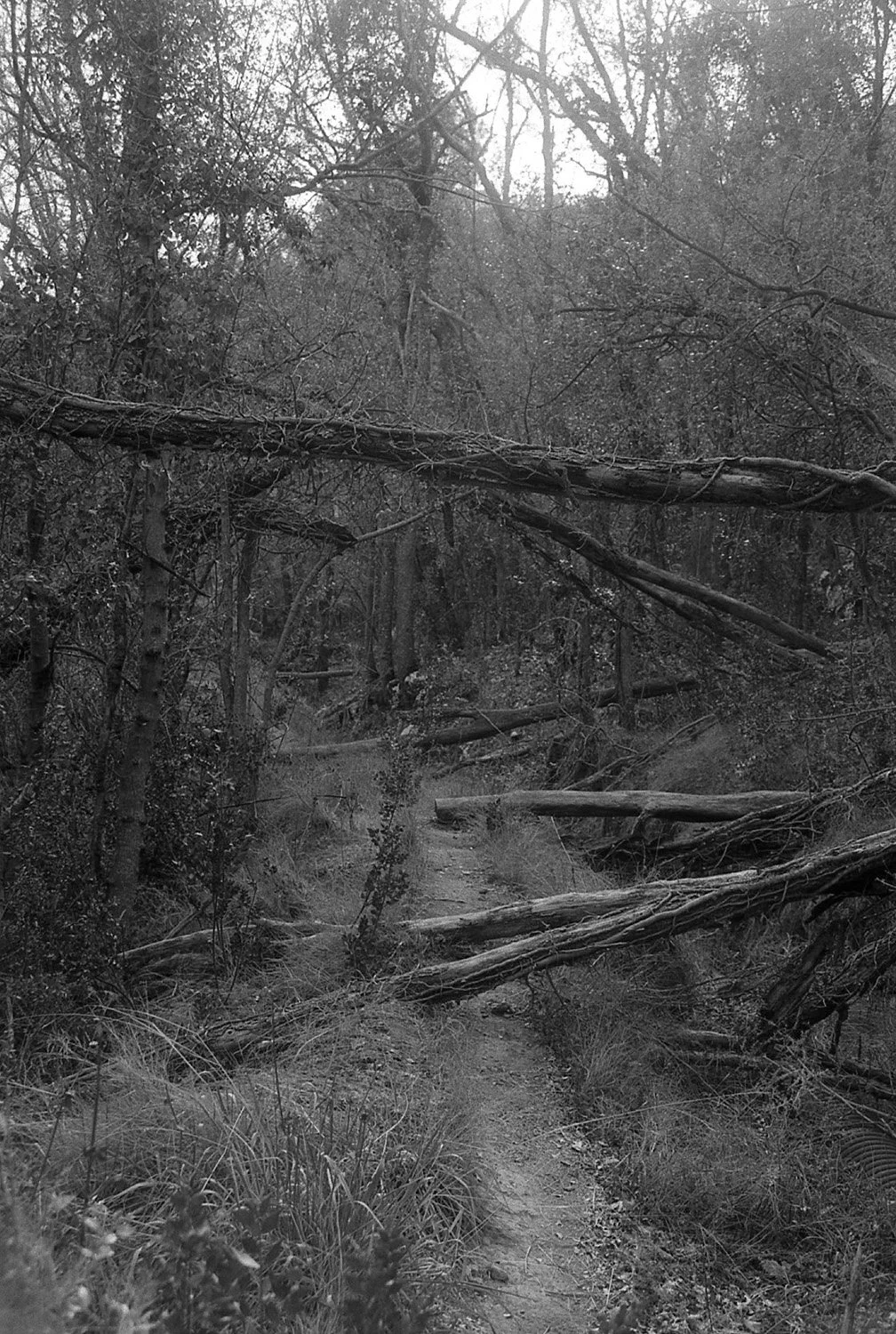 A black and white photo of a forest trail blocked by fallen trees and branches.