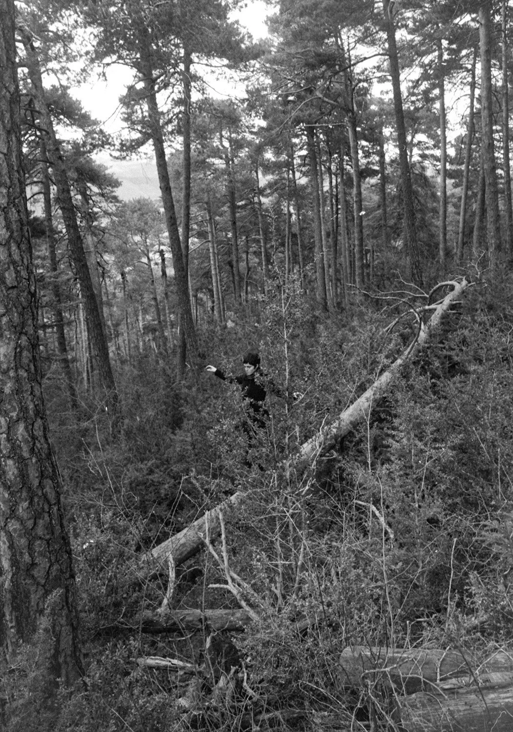 A person wearing dark clothing standing among fallen tree branches and dense forest trees, with some trees leaning or fallen.