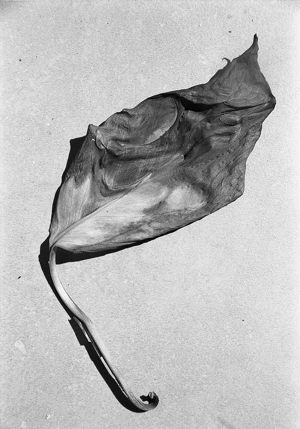 A dried, curled leaf with a stem, lying on a flat surface.