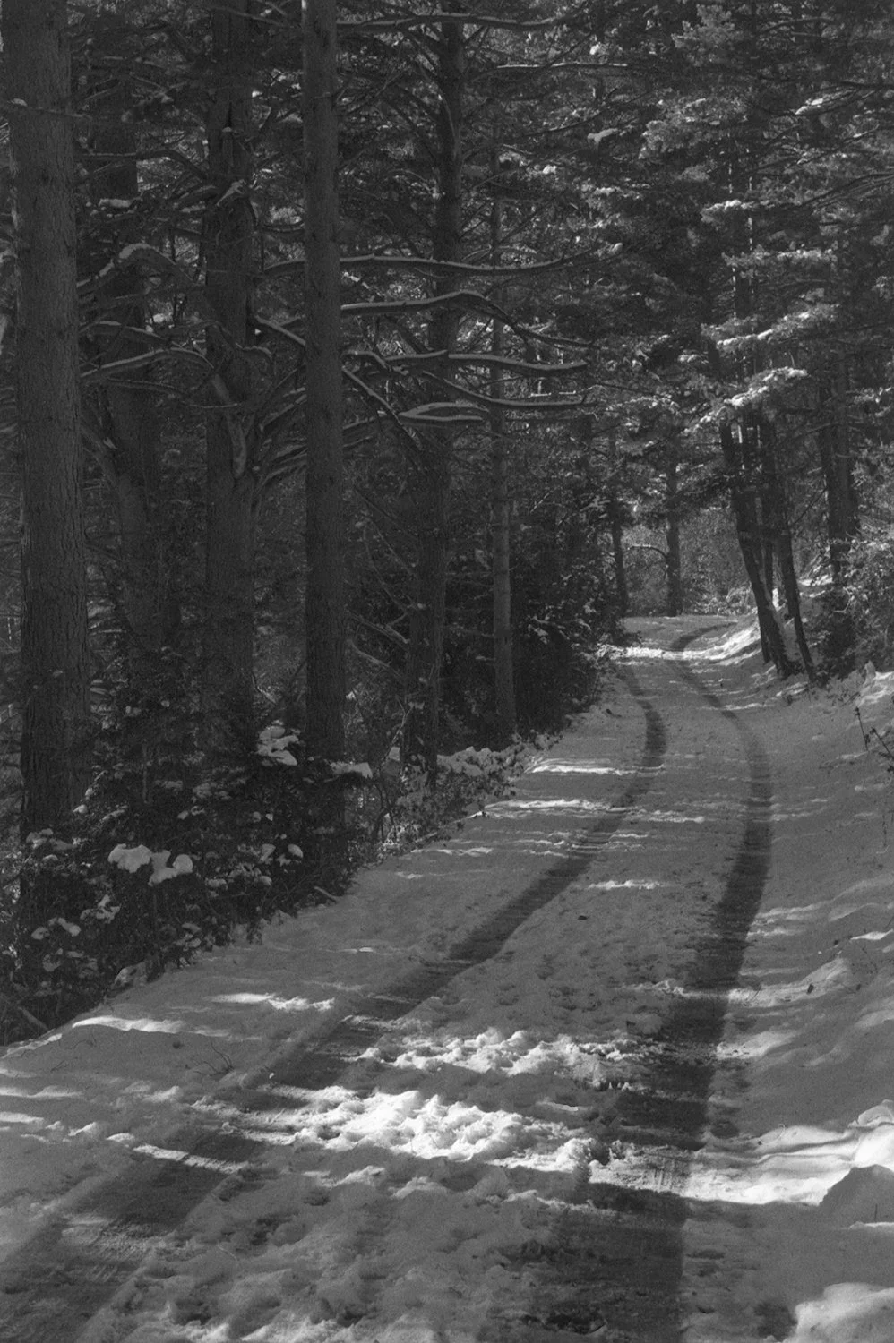 Snow-covered forest path with tire tracks, surrounded by tall trees with snow on their branches, in black and white.