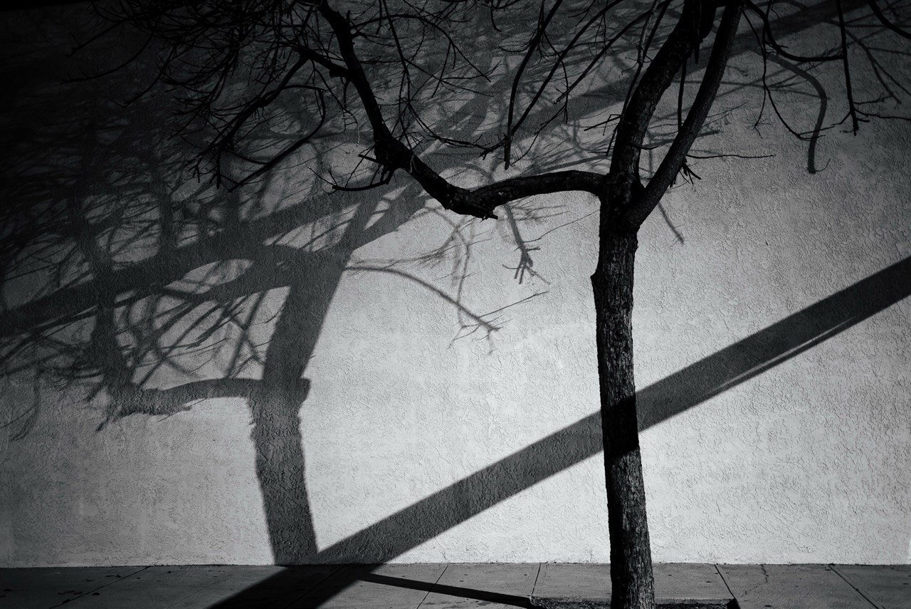 tree_noir_burbank_10-17-26.jpeg