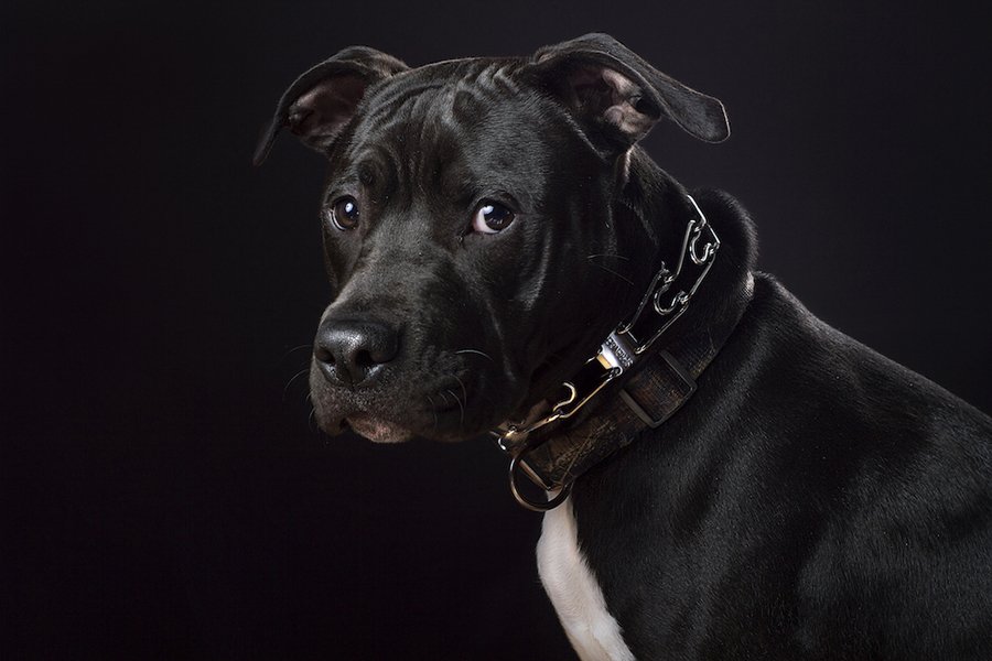 puppyPortrait.jpg