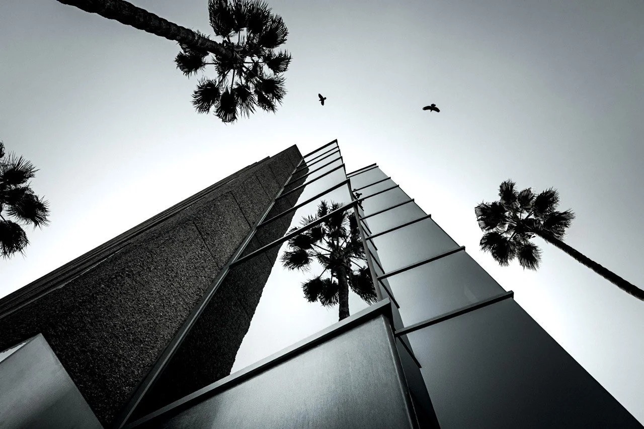 buildingBirds_Q_2024_28mm.jpg