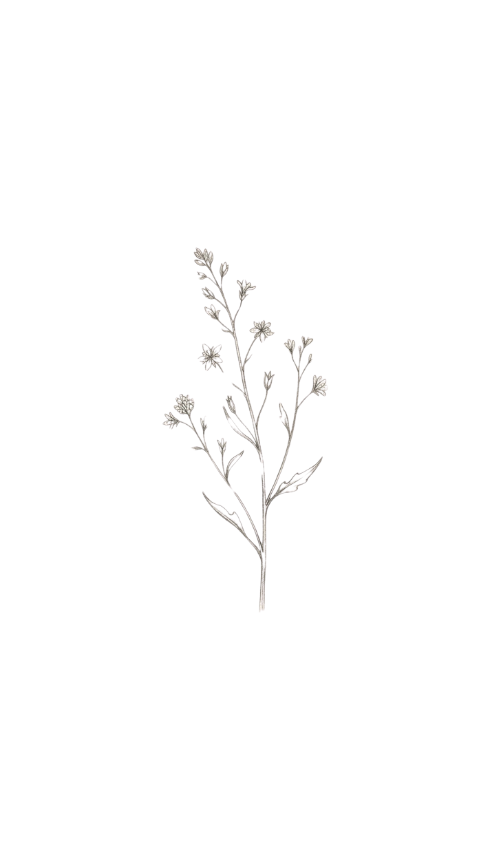 A black and white illustration of a small flowering plant with multiple thin branches and tiny flowers.