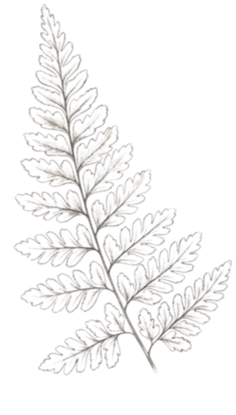 A detailed black and white illustration of a fern leaf with multiple leaflets.