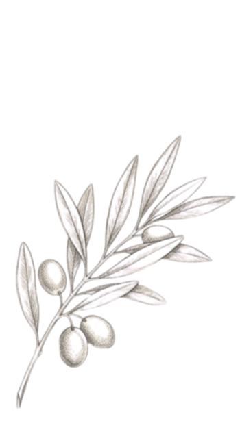 A detailed illustration of an olive branch with leaves and olives.
