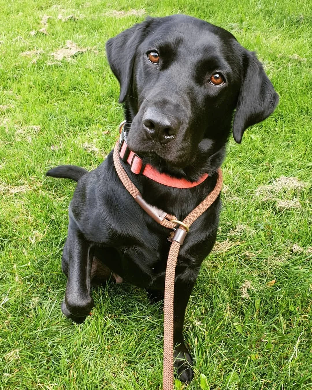 A black Labrador retriever dog sitting on green grass, wearing a pink collar and beige leash, looking at the camera with a curious expression.