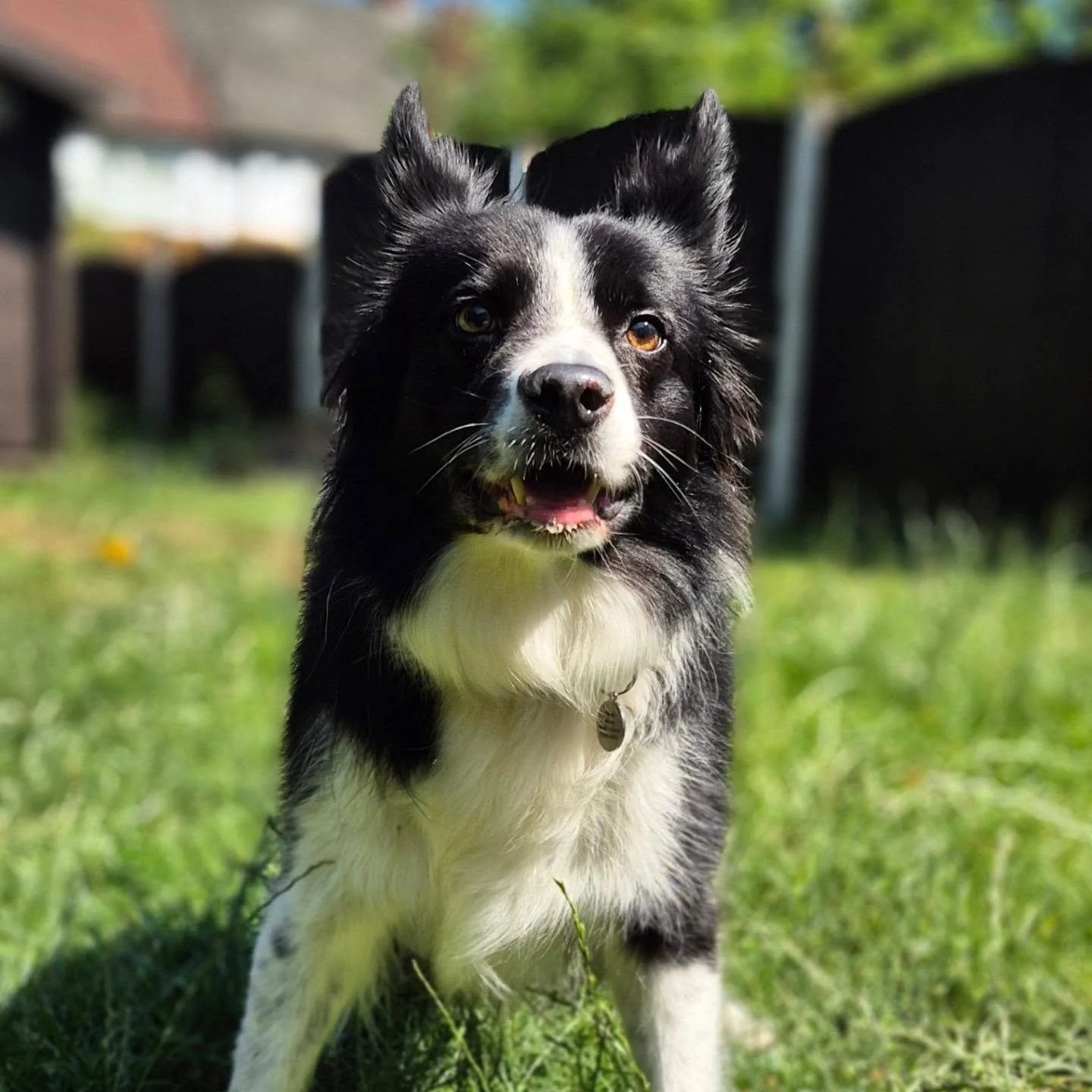 Pooper Scooper Naomi is very sorry that she's been lax in posting photographs so here is a selection from the last couple weeks! Back to daily posts soon, she has just been up the wall busy 🙈