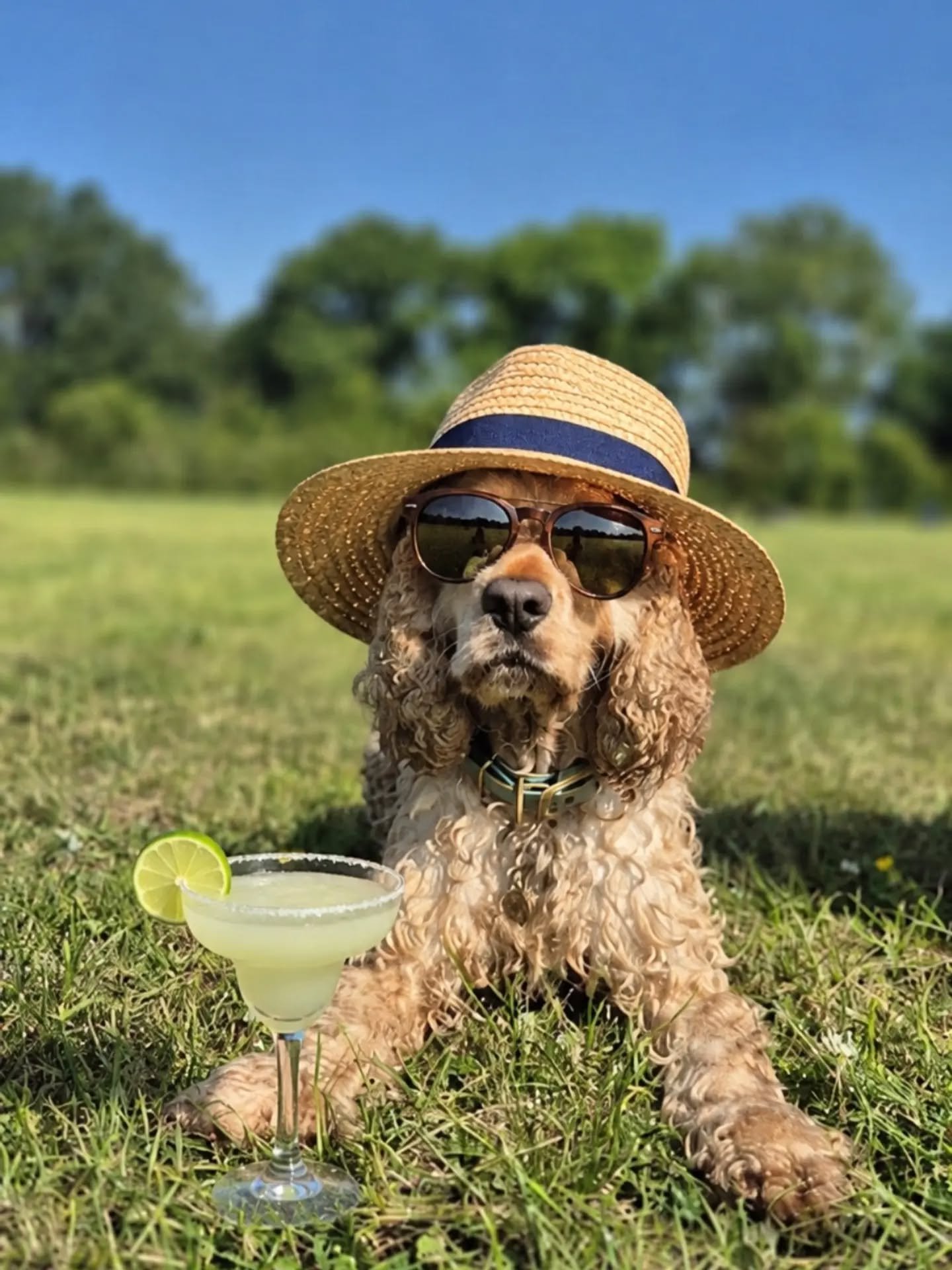 ☀️ Let&rsquo;s Talk About Heat Stroke! 👀🐾

We know, we know... the sun comes out and everyone wants to be outside making the most of it, our dogs included! ☀️🐕

Unfortunately, while many of our fur babies are convinced they're invincible, the warm
