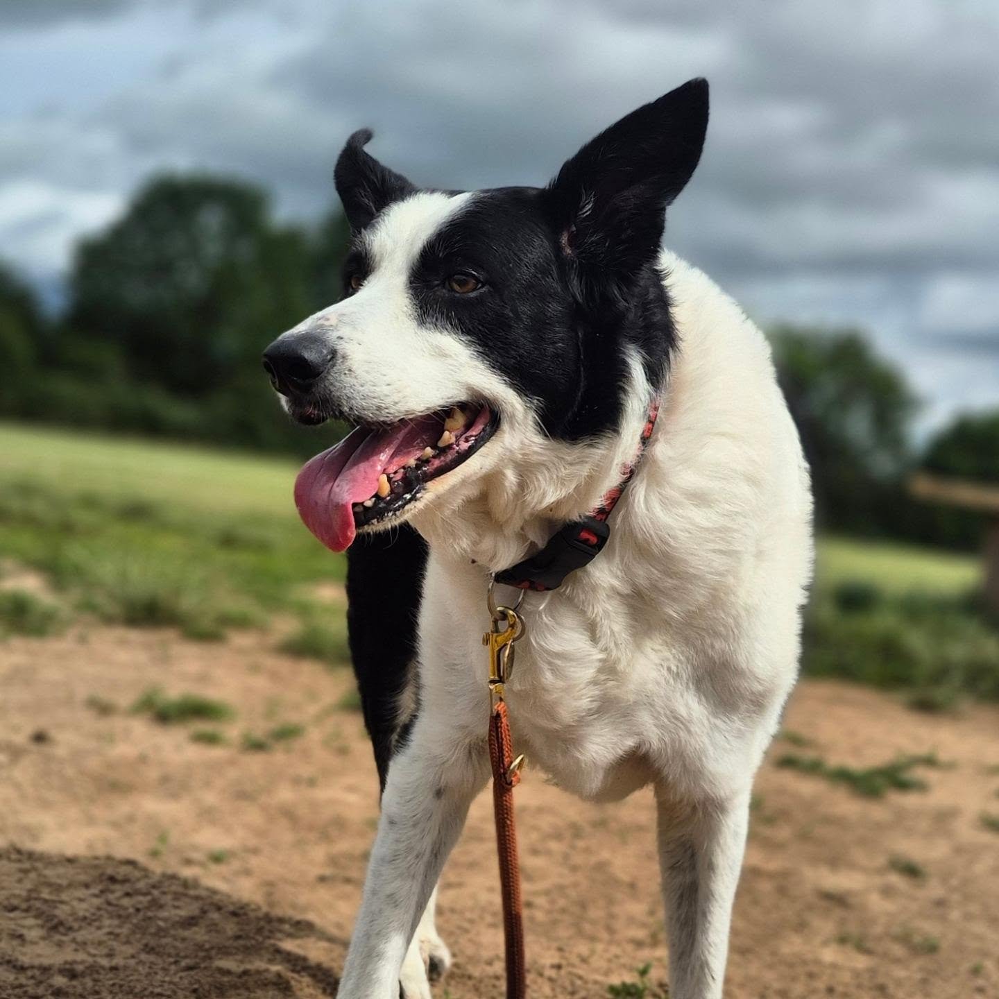 It's Friday!!! Warm weather caused only morning walks today with pop ins for the midday dogs. Humidity in Britain is not fun!