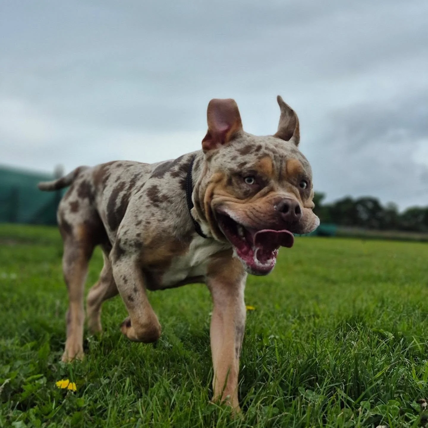 Squishy face alert! Meet Ajax the Great, who has joined us with a FurryTail Guild alumni, Apollo, who is a great big brother. Naomi the Pooper Scooper has been very lax in her introductions but a huge welcome to the FurryTail Guild!