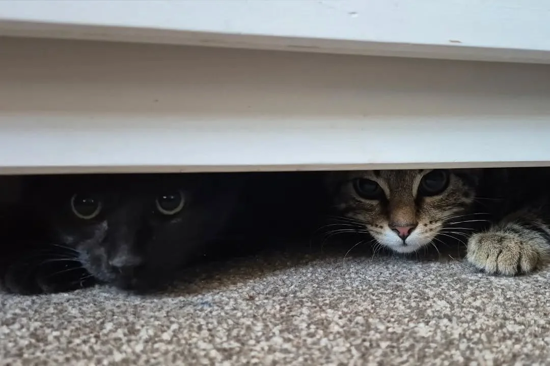 The newest assistants here at the FurryTail Guild; meet Zaphod (tabby) and Trillian (panther). We picked up this brother sister duo from @freshfieldsanimalrescue today and they are just the best 💕 Settling in in peace now at their forever home 🏡