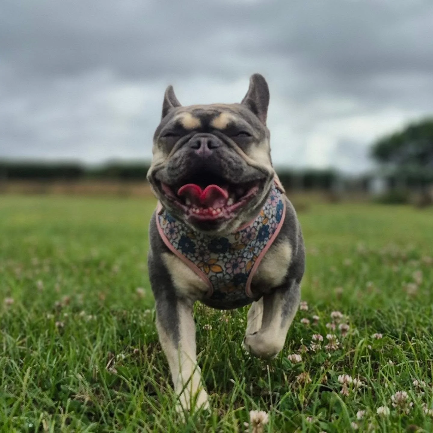 Finally getting around to introducing the happiest of happy faces: Lady Harper! She is just a bundle of joy and she's fit right in with every group she's been introduced to. Welcome to the FurryTail Guild!
