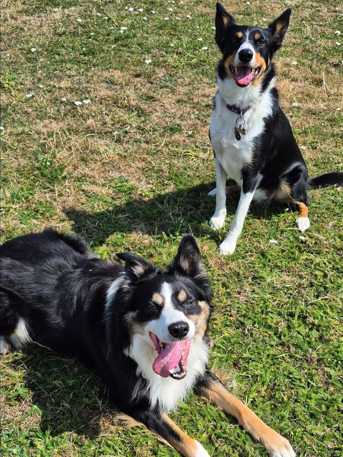 Last walk today with these to beauties as their pawrents get back from their holiday. We've had an interesting time working out why Chips wasn't a fan of the van or car 🙈 Turns out he just didn't want to leave his Aunt behind! Tilly was more focused
