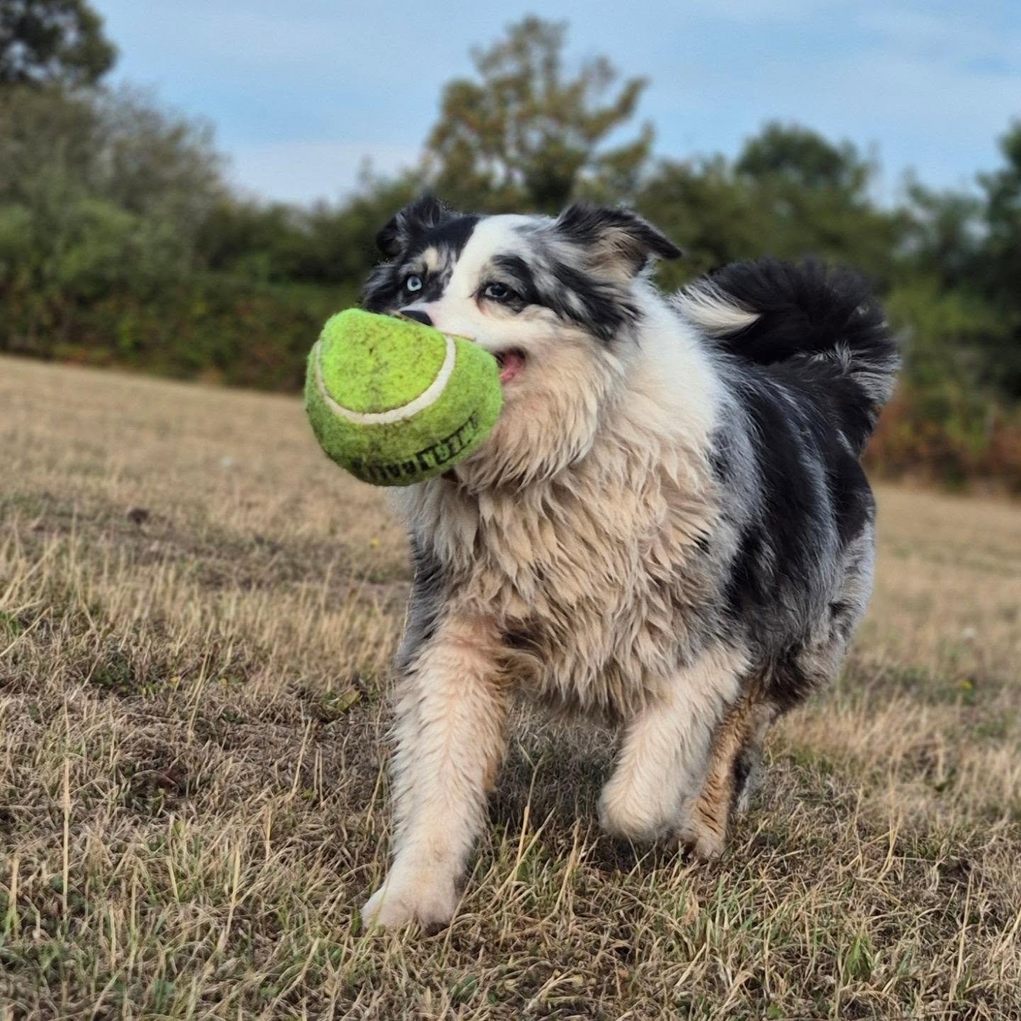 Lady Poppy found the ultimate treasure today... giant ball 😍