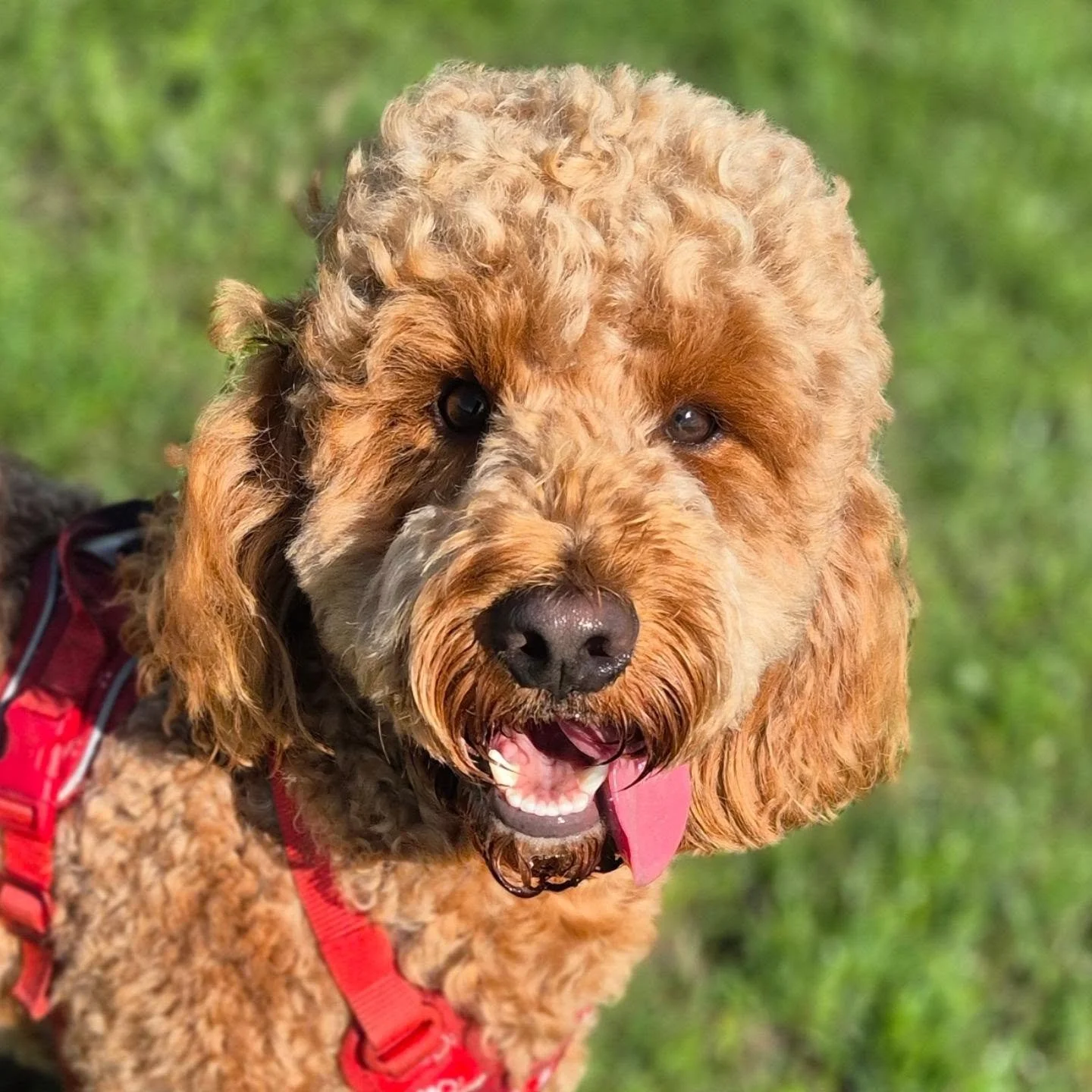 Belated introduction for the most gorgeous curly boy, Lord Happy! He really lives up to his name 😊 Welcome to the FurryTail Guild 💕