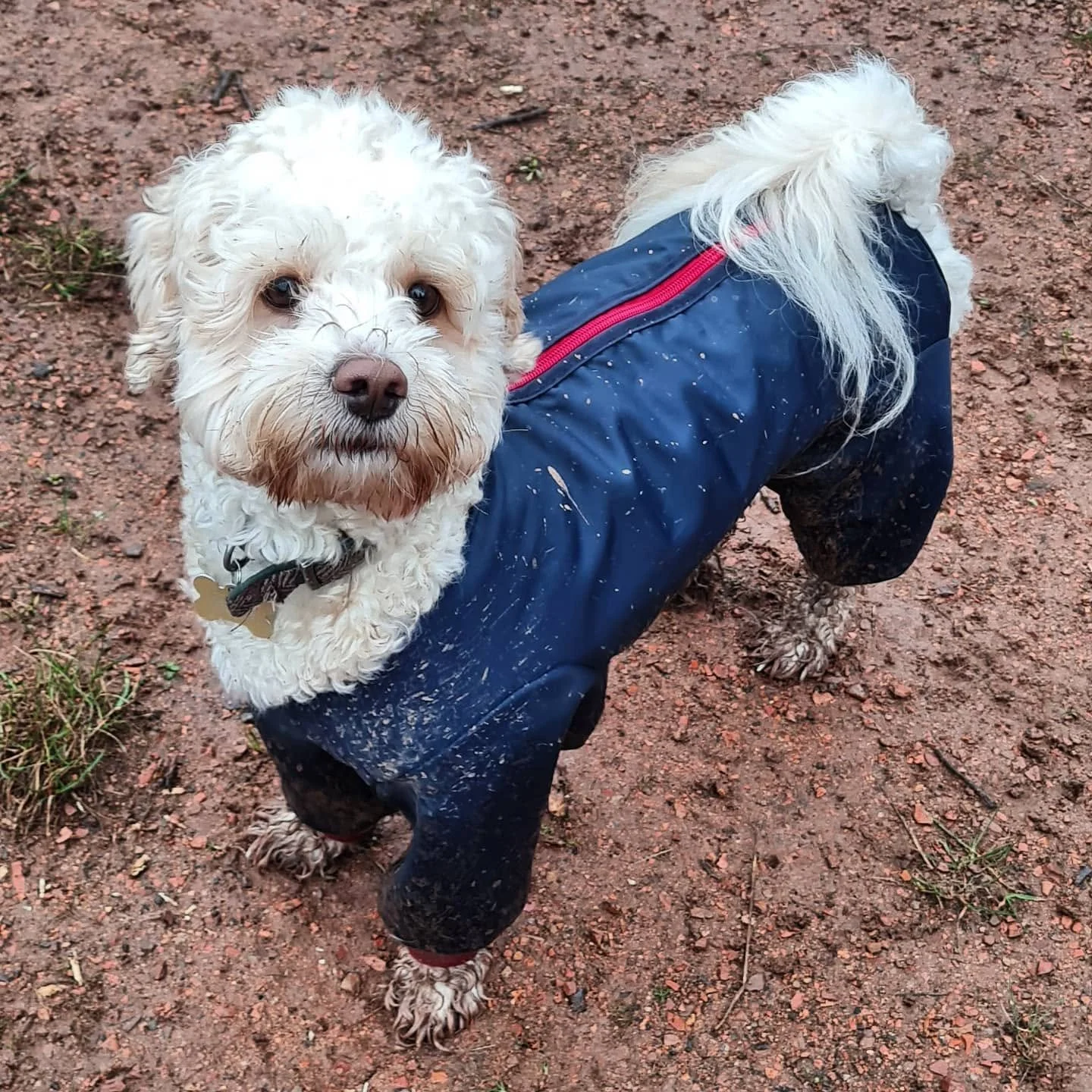 A small fluffy dog wearing a blue raincoat standing on muddy ground.