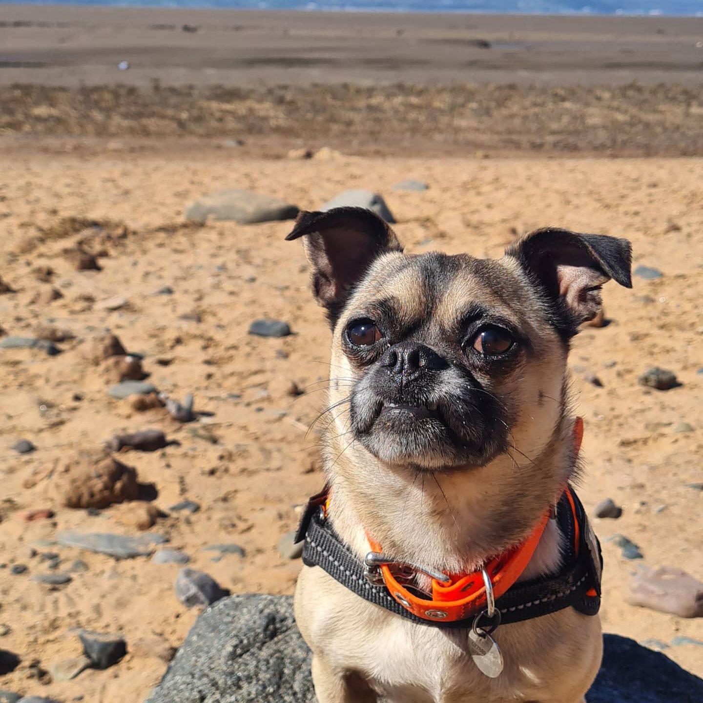 A small tan and black pug dog with a wrinkled face wearing an orange and black harness, sitting on a sandy rocky beach, with the ocean and blue sky in the background.