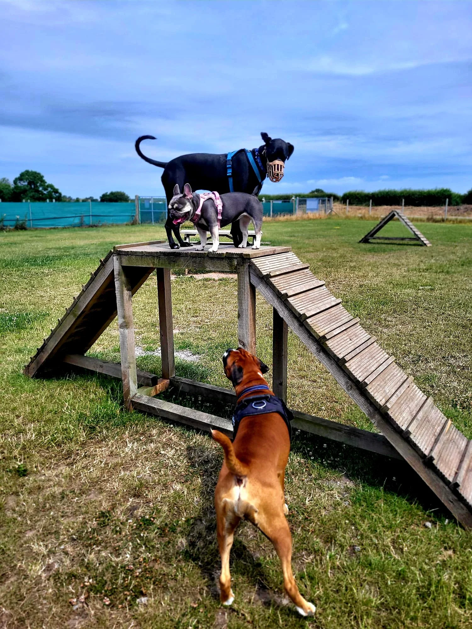 Three dogs at an outdoor dog agility park with a wooden ramp, a black dog with a muzzle and harness on top of the ramp, a small black and white dog with a pink harness standing on the ramp, and a brown dog with a blue collar looking up at the ramp.