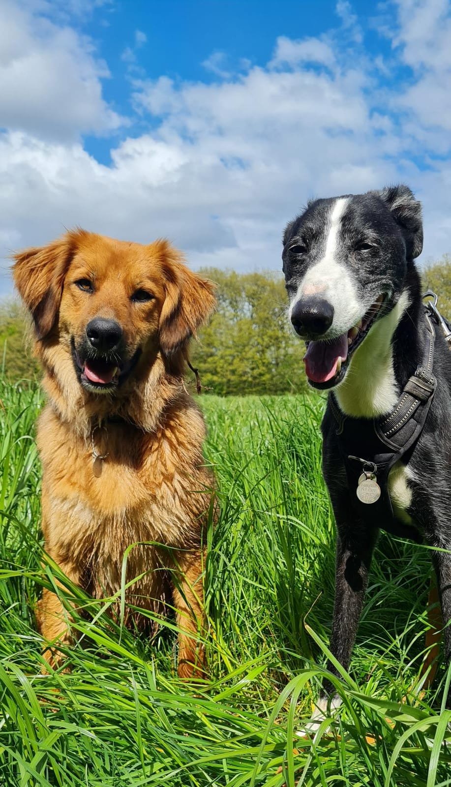 Two dogs sitting in tall green grass in a field under a partly cloudy sky.