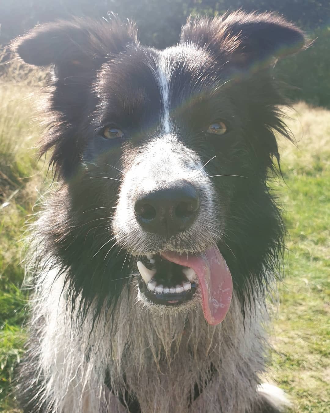 Close-up of a wet black and white Border Collie dog with tongue hanging out, outdoors on a sunny day.