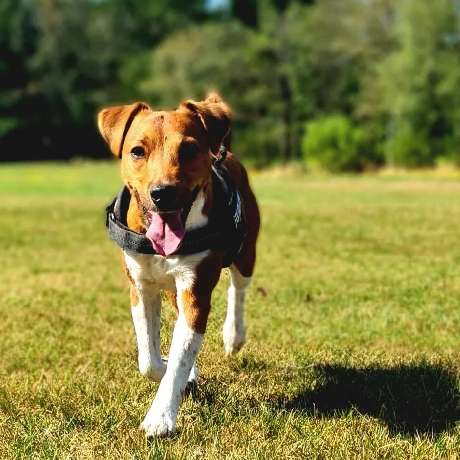 A happy brown and white dog running on green grass in a sunny park with trees in the background.