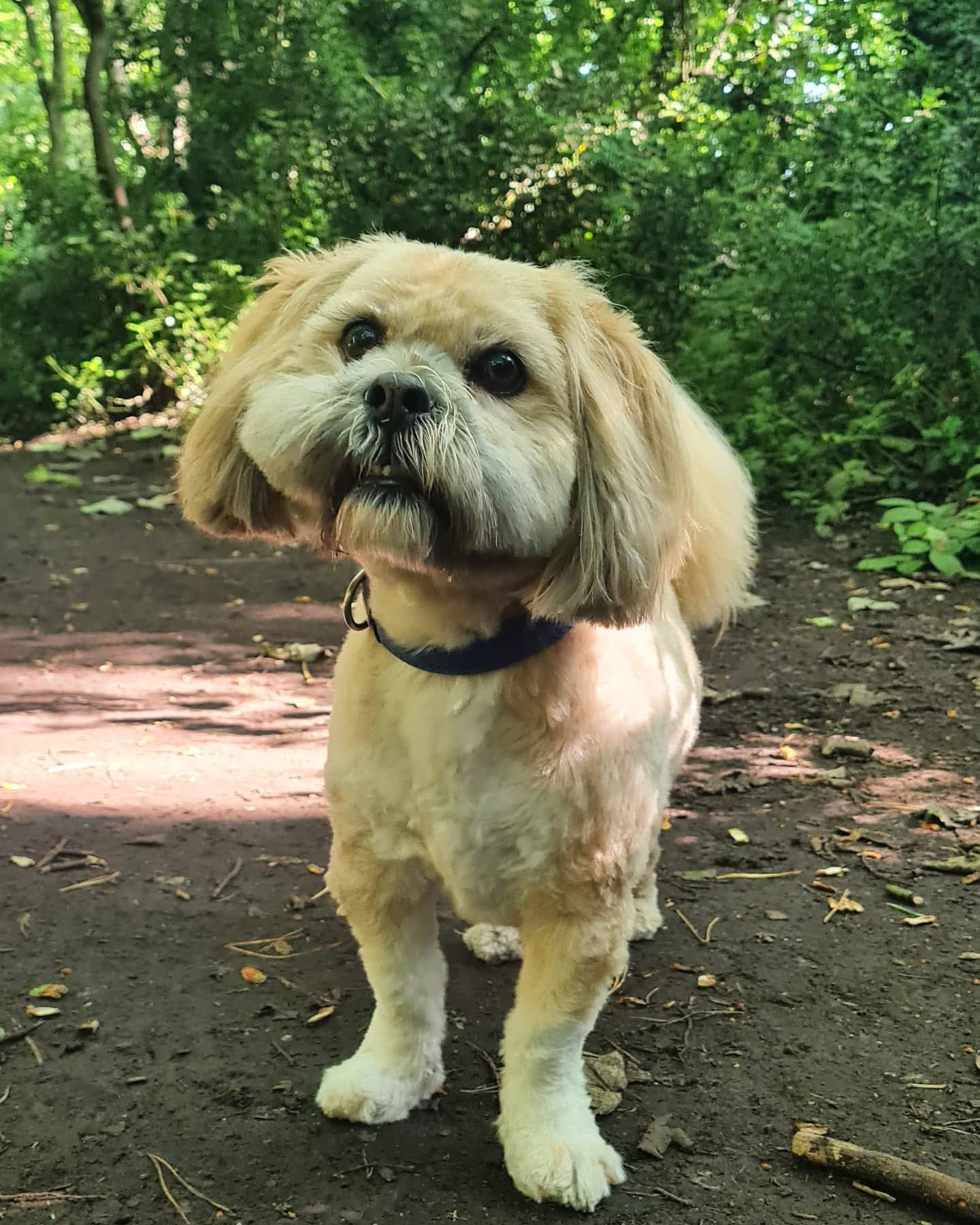 A fluffy light-colored dog with long ears and dark eyes standing on a dirt path in a lush green forest.