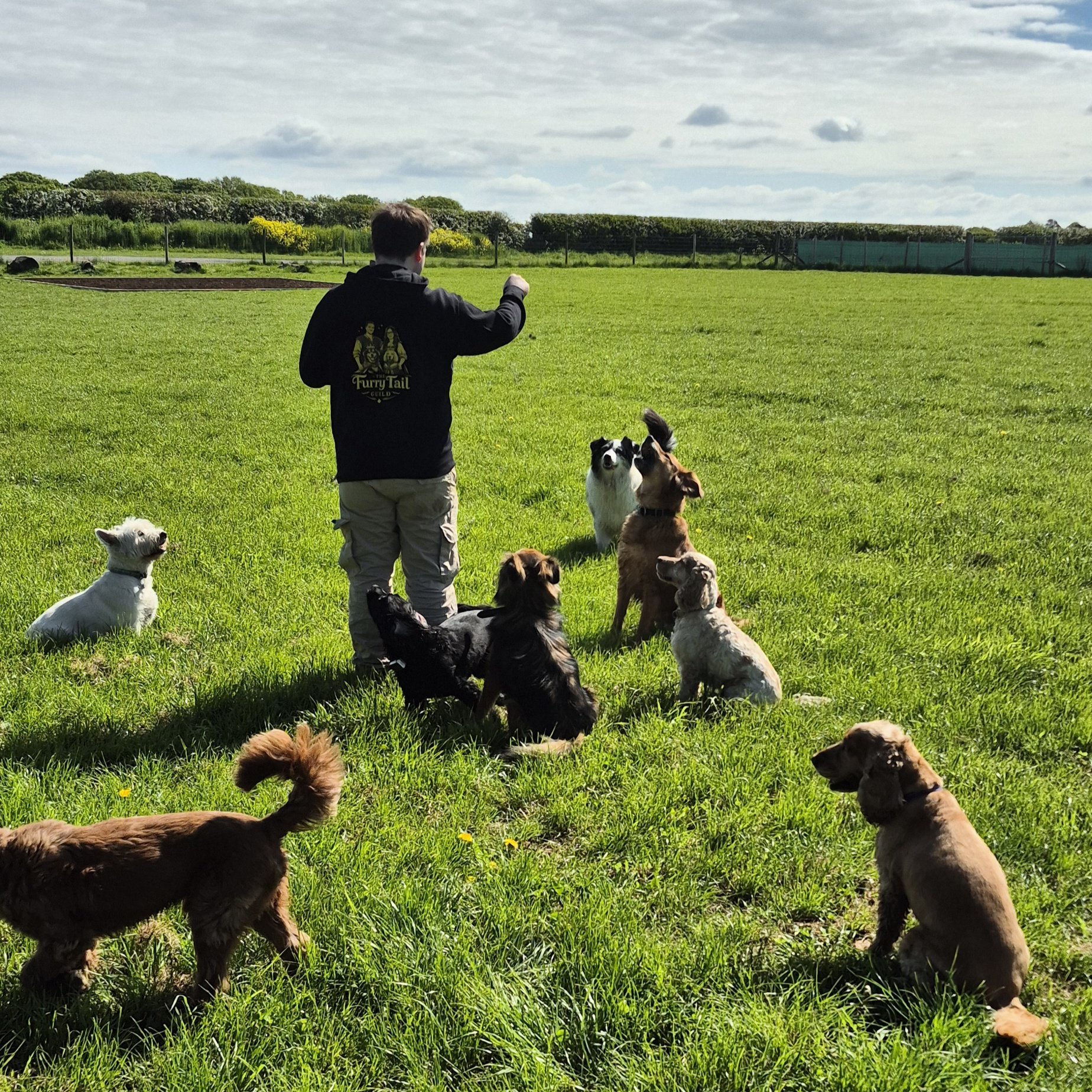 A person wearing a black hoodie with a logo that reads 'Furry Tail Guild' is standing on a green grassy field surrounded by several dogs of various breeds and sizes, some sitting and some standing. The background shows a fenced area with bushes, trees, and a partly cloudy sky.