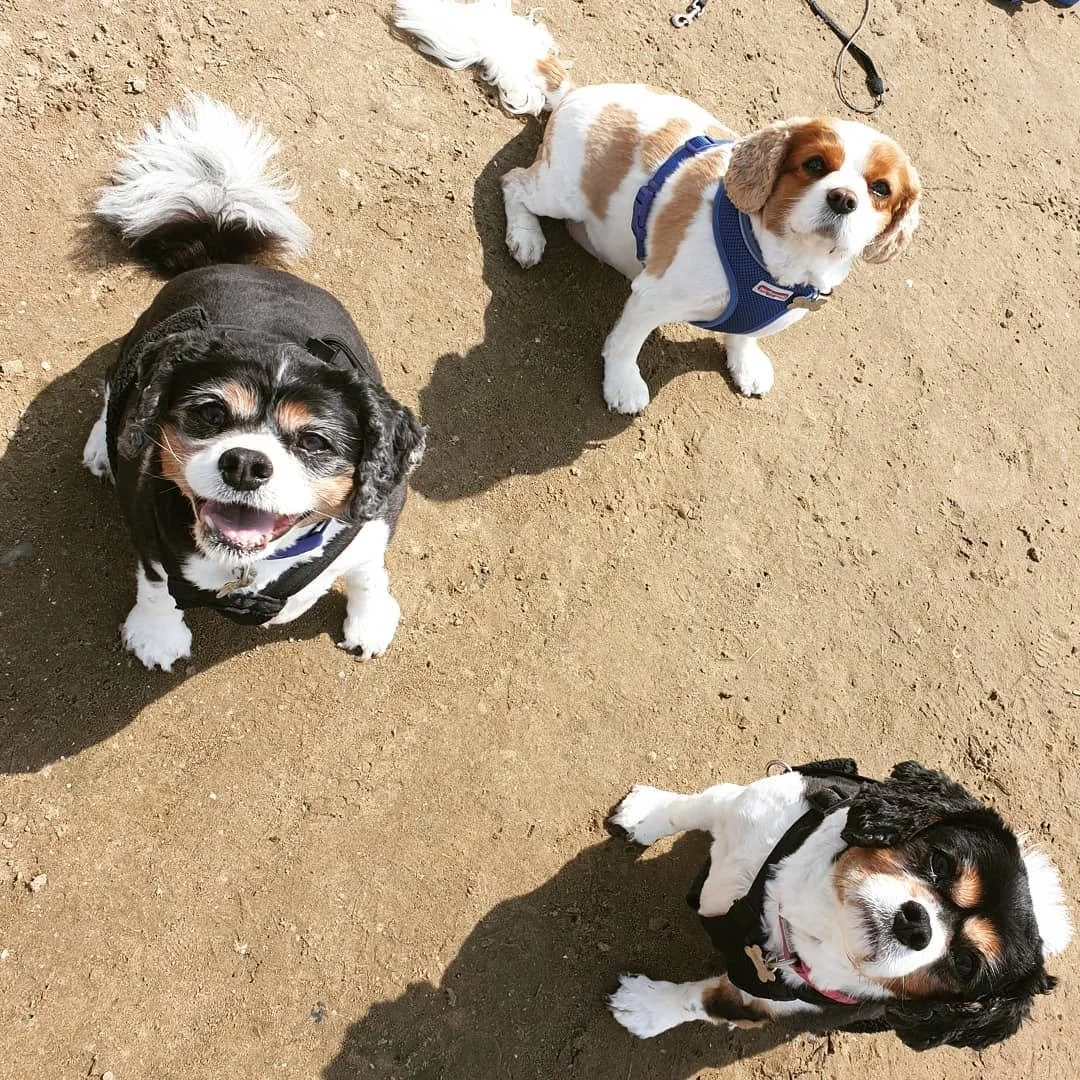 Three small dogs on sandy ground, one smiling with an open mouth, two with eyes closed, one wearing a harness and the other a vest.