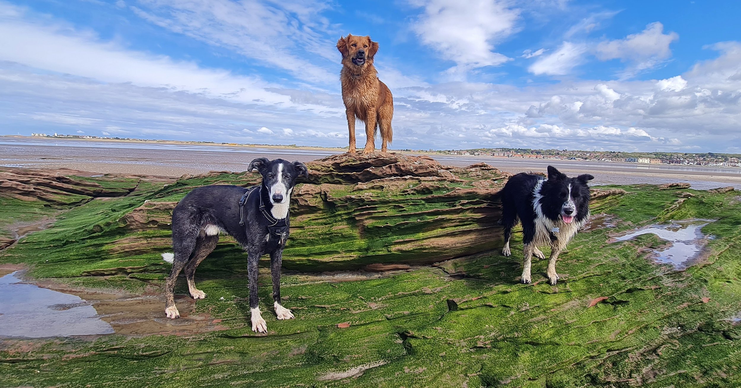 Three dogs on a moss-covered rock formation near the beach with water, sky, and buildings in the background.