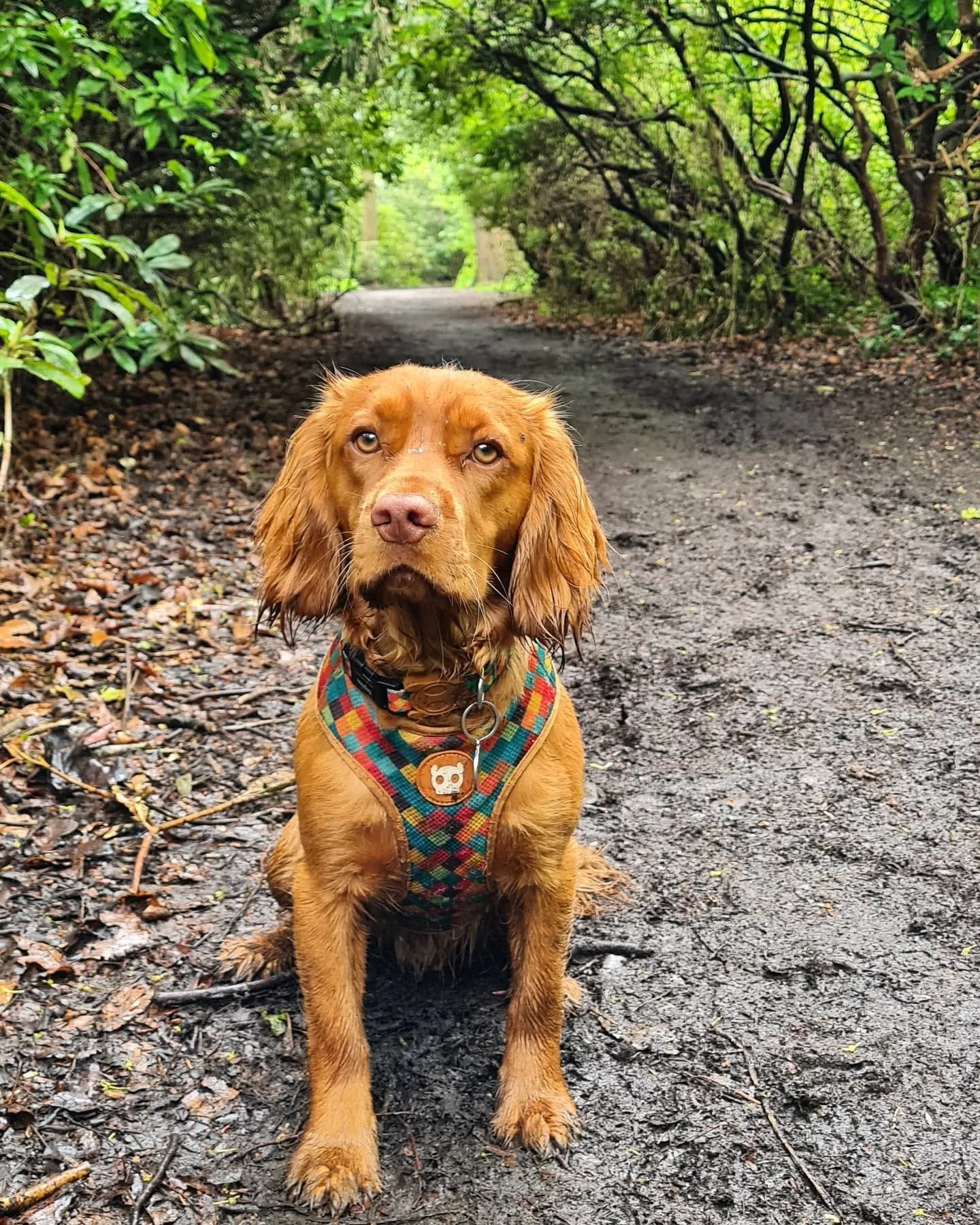 A wet brown dog wearing a colorful harness sitting on a dirt trail in a green forest.