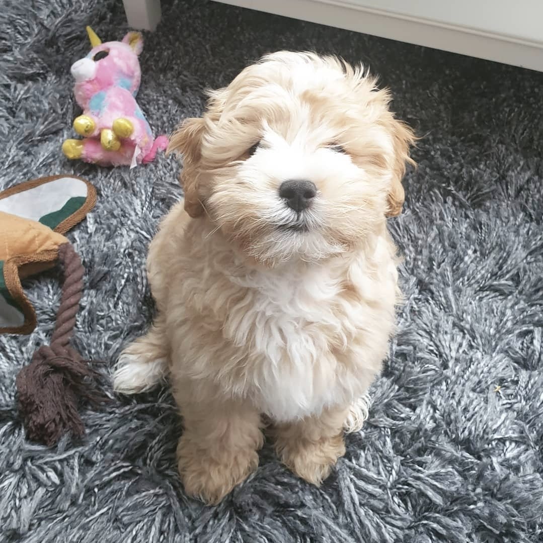 A fluffy, cream-colored puppy with a black nose and slightly curly fur sitting on a gray, shaggy rug indoors, with a pink plush unicorn toy nearby.