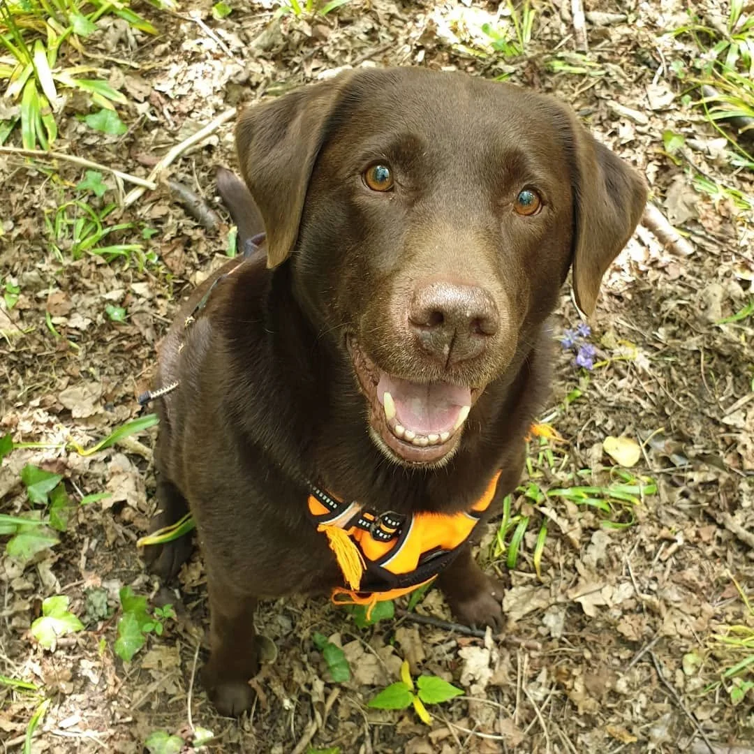 A happy chocolate Labrador Retriever with a bright orange harness sitting on leaf-covered ground in a wooded area.