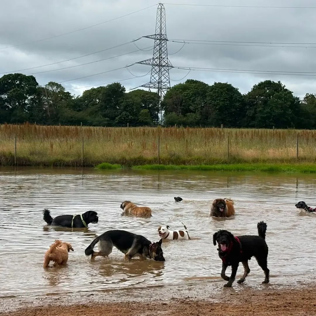 Multiple dogs swimming and playing in a flooded area or pond, with trees and a power line tower in the background on a cloudy day.