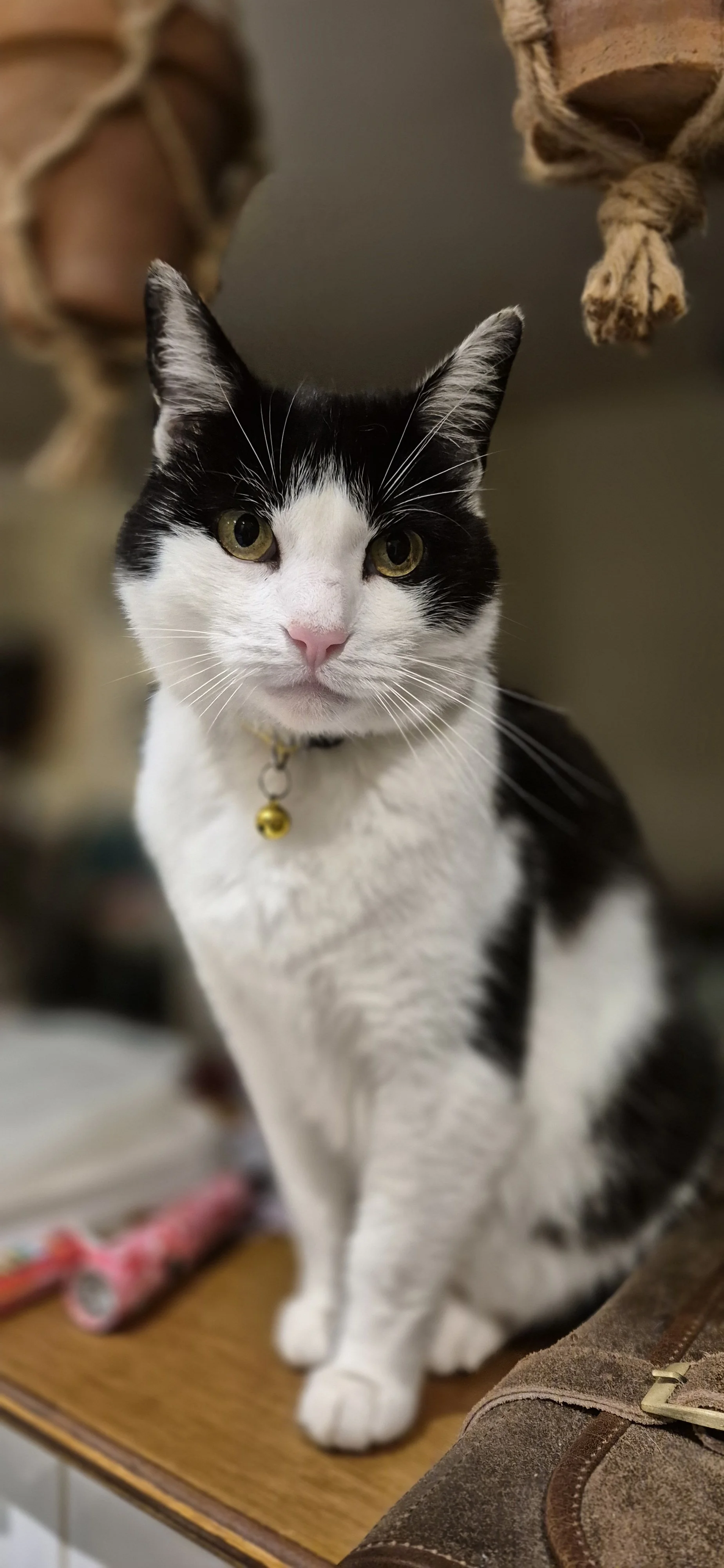 A black and white cat sitting on a wooden table, wearing a yellow bell collar, with green eyes and a curious expression, surrounded by blurred objects and furniture.