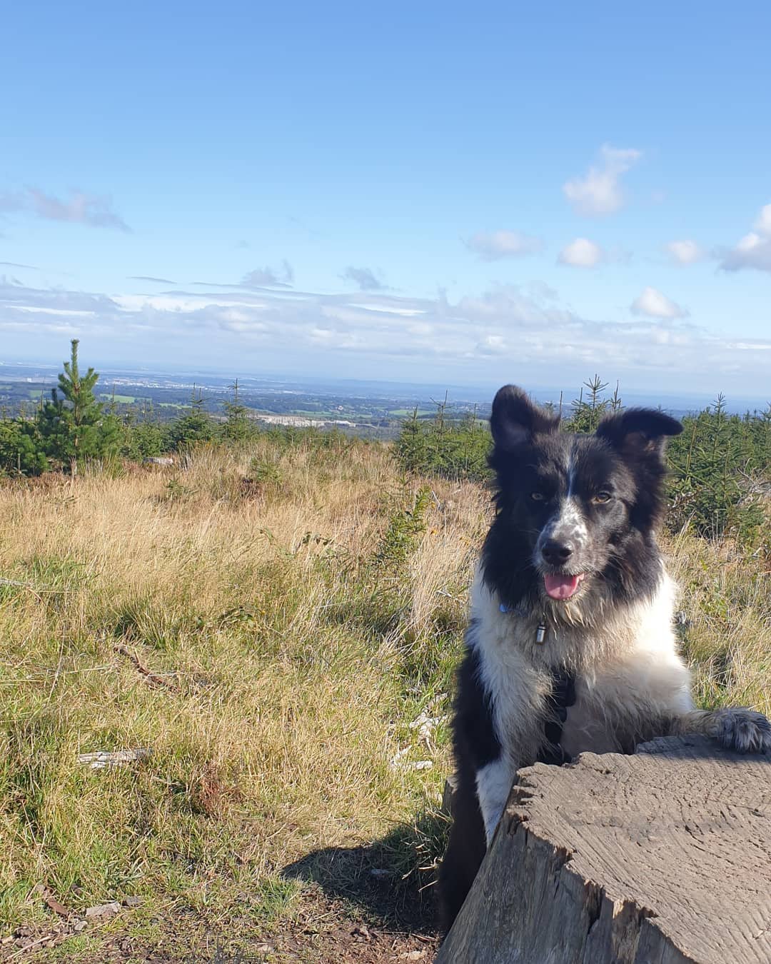A black and white dog with blue eyes sitting next to a tree stump on a grassy hill with small pine trees and a view of the sky and landscape in the background.
