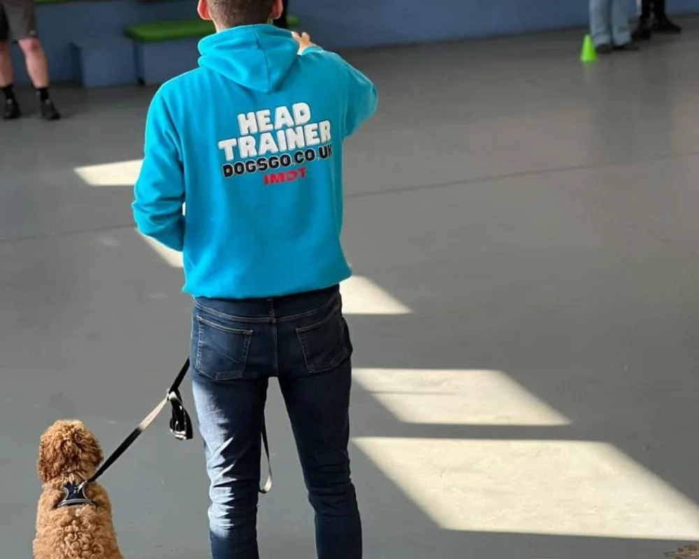 A person in a bright blue hoodie with 'Head Trainer' and 'dogsco.co.uk' printed on the back, holding a leash attached to a small curly-haired dog, standing on a grey indoor surface with some people and cones in the background.