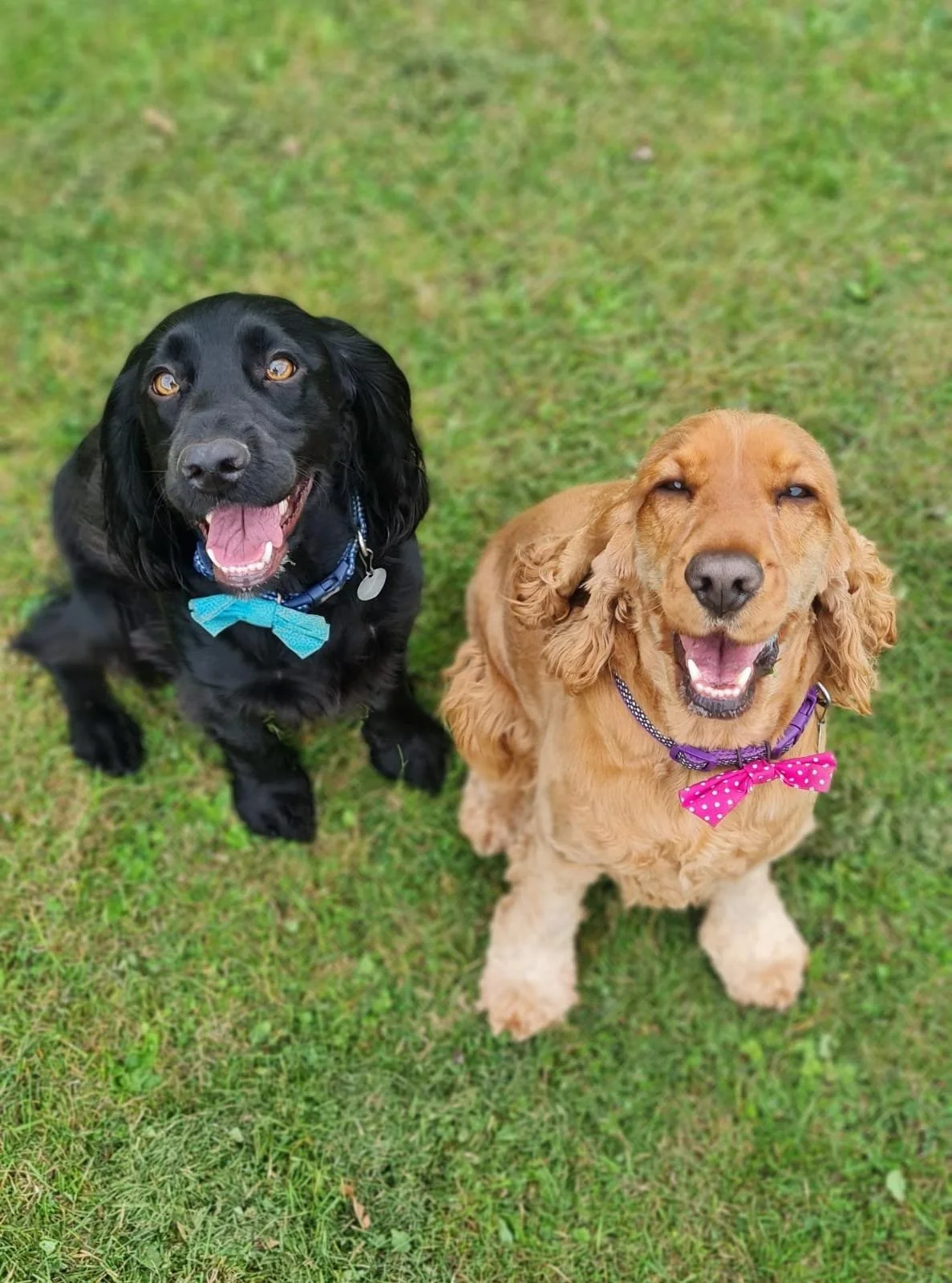 Two dogs, a black one and a light brown one, sitting on grass and smiling with eyes partly closed, wearing colorful bows and collars.