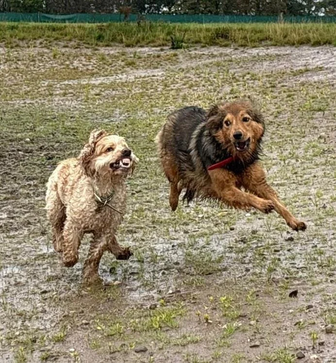 Two dogs running excitedly on a muddy field. One dog is light-colored with curly fur, and the other is a brown and black dog mid-air while jumping.