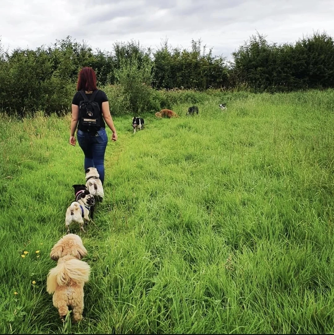 A woman with a backpack walking in a grassy field with five dogs, surrounded by trees and cloudy sky.